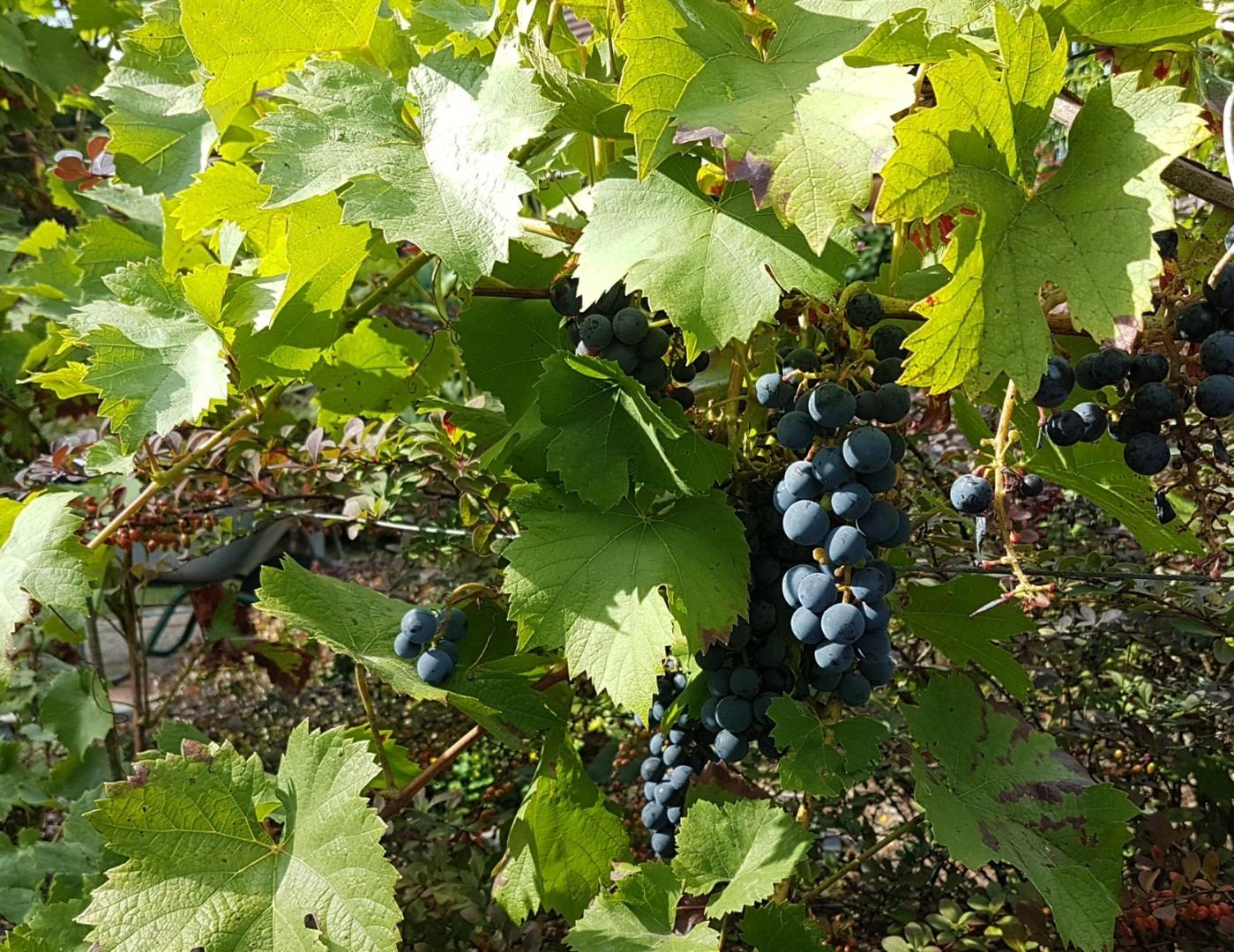 Weinrebe