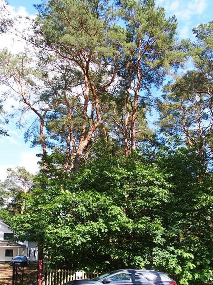 Baumbestand Straßenseite