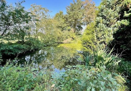 Teich
