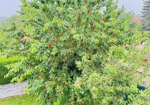 Garten Kirsch- + Birnbaum 