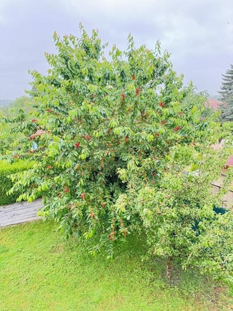 Garten Kirsch- + Birnbaum 