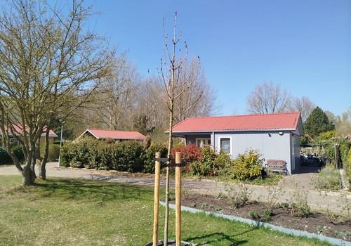 Neu gepflanzter Baum