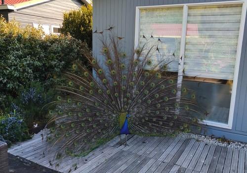 Parkeigener Pfau zu Besuch