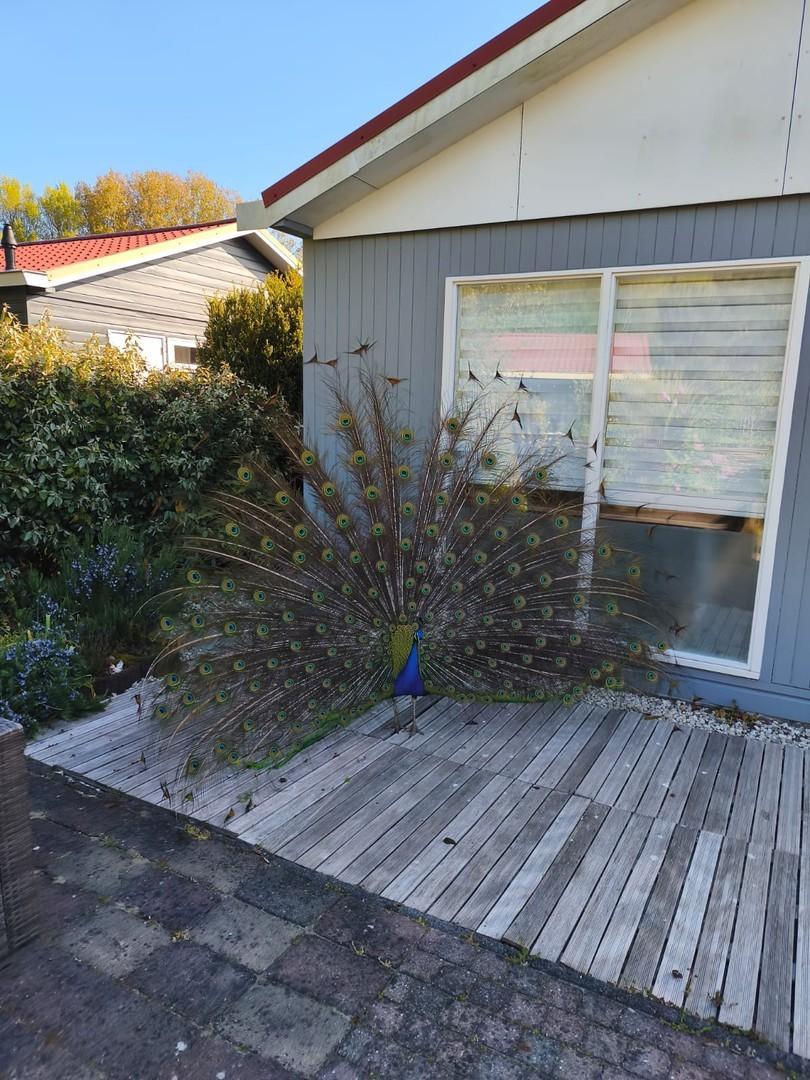 Parkeigener Pfau zu Besuch