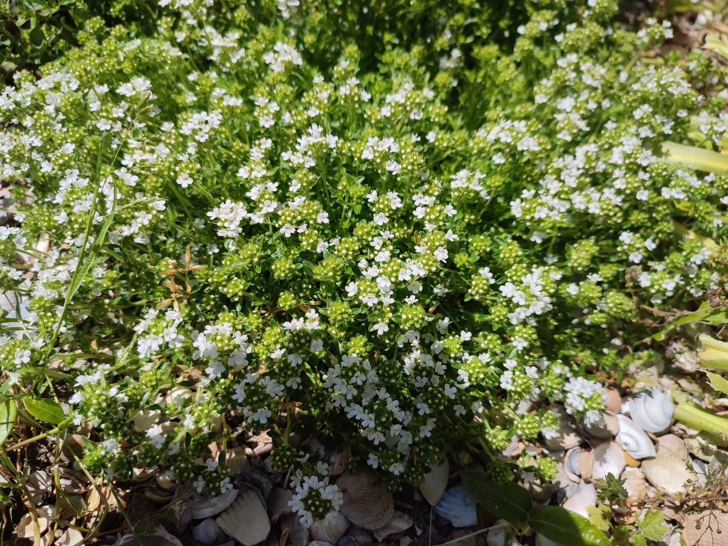 Thymian weiß