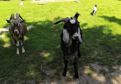 Streichelzoo in der Umgebung