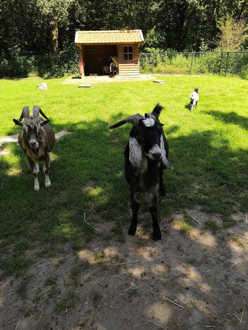 Streichelzoo in der Umgebung