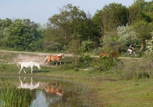 Wildpferde in der Umgebung