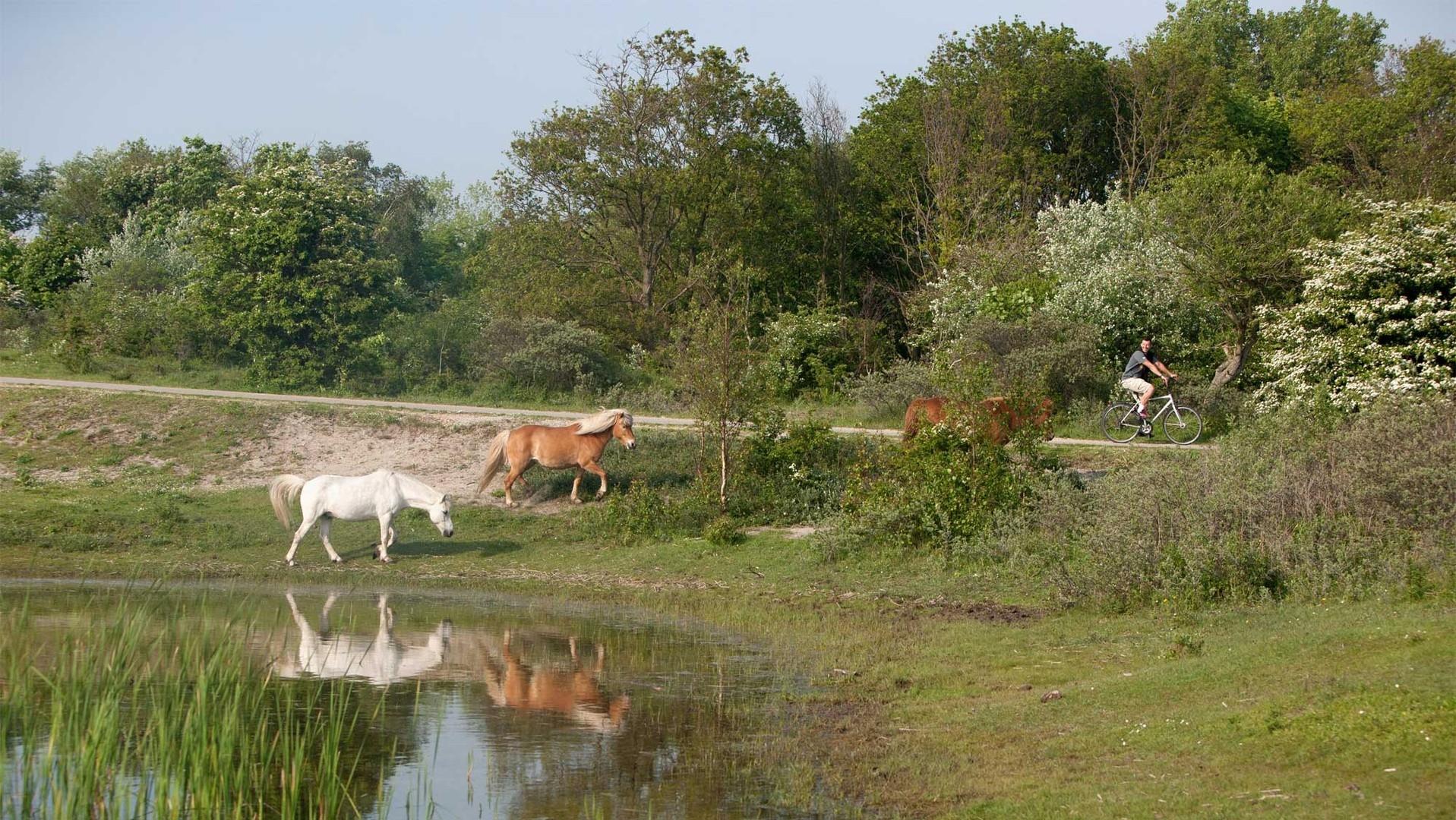 Wildpferde in der Umgebung