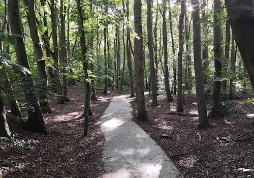 Meditativer Waldweg