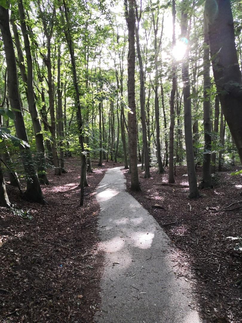 Meditativer Waldweg