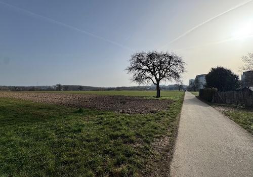 Feldweg und Wiesen