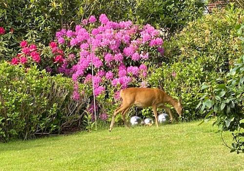 Garten