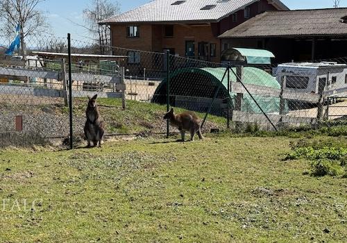 Känguru Gehege 