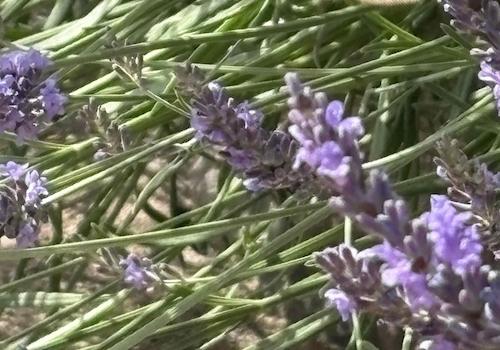 seltene Falter im Garten