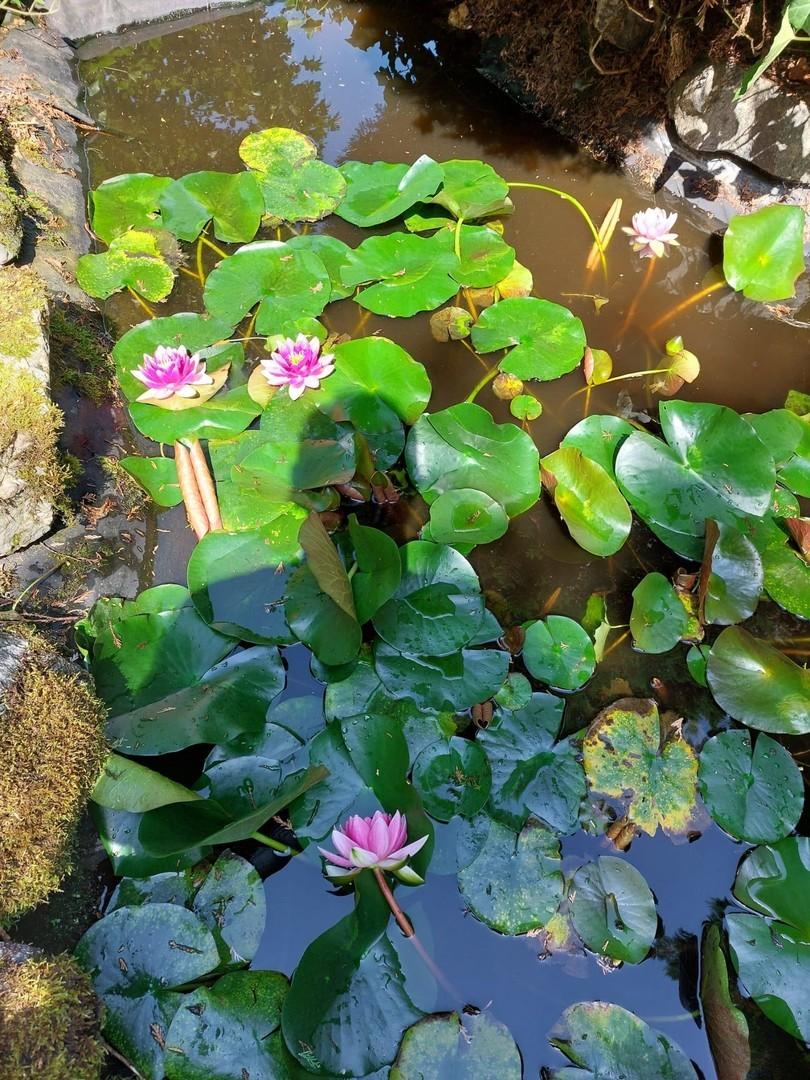 Teich mit Seerosen