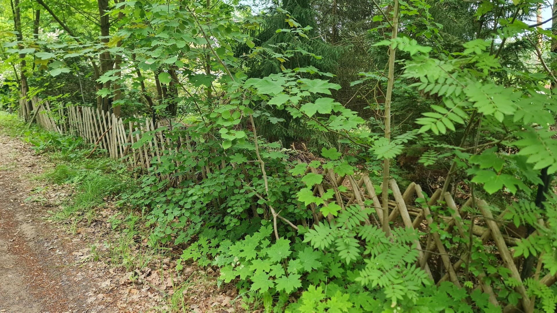 Zaun am Holunderweg