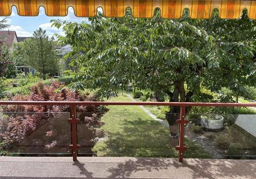 Blick zum Kirschbaum