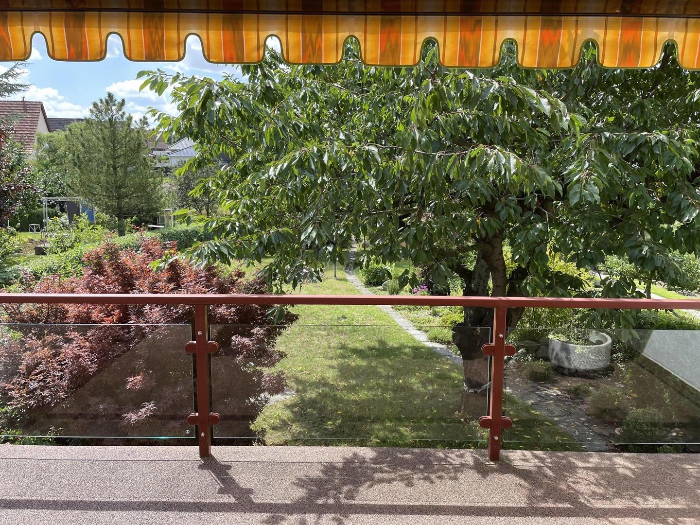 Blick zum Kirschbaum