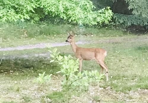 Besuch aus dem Wald