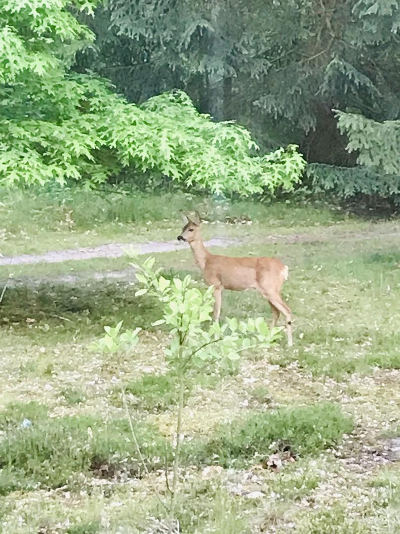 Besuch aus dem Wald