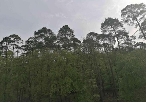 Blick in den Wald