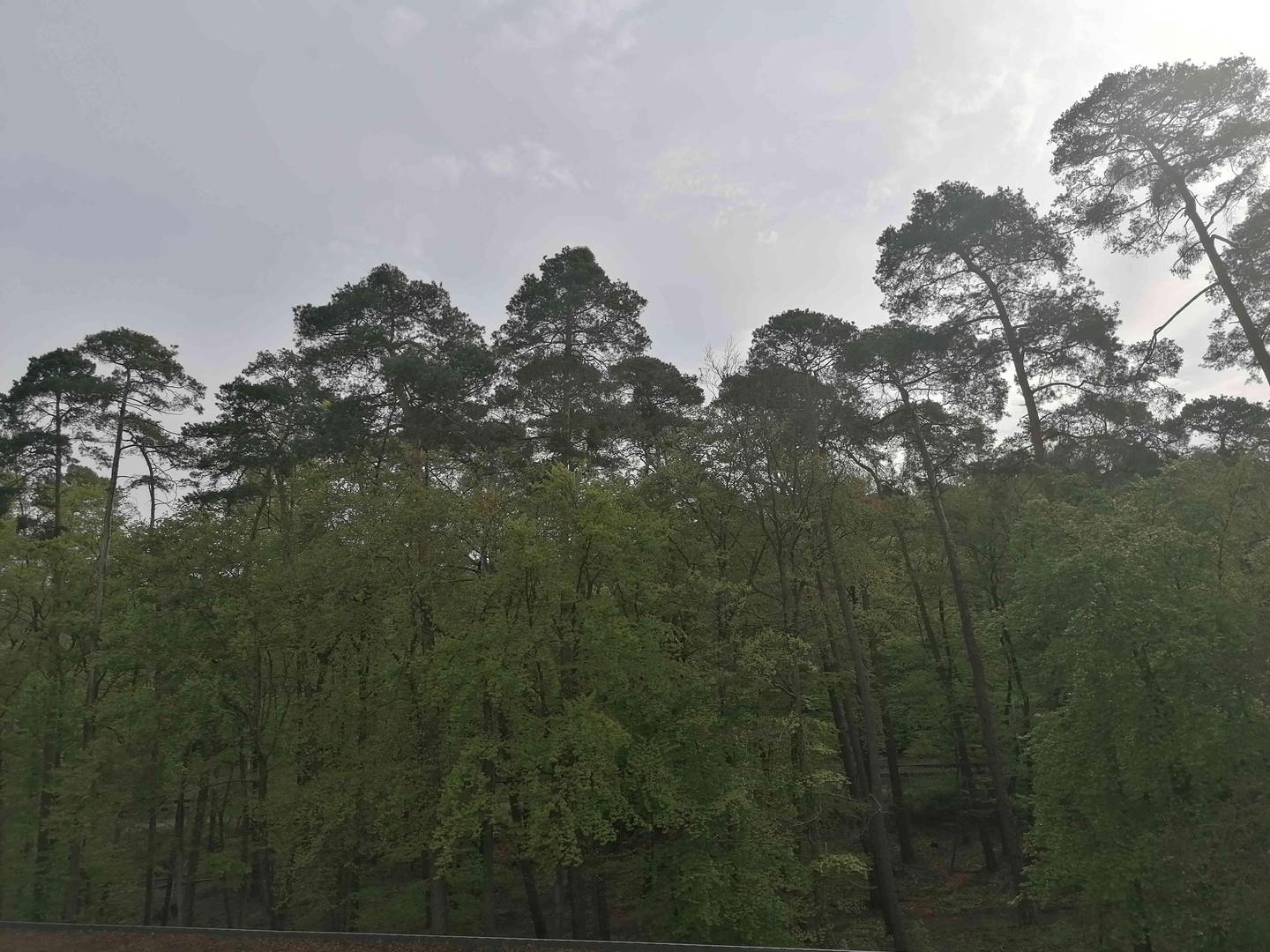 Blick in den Wald