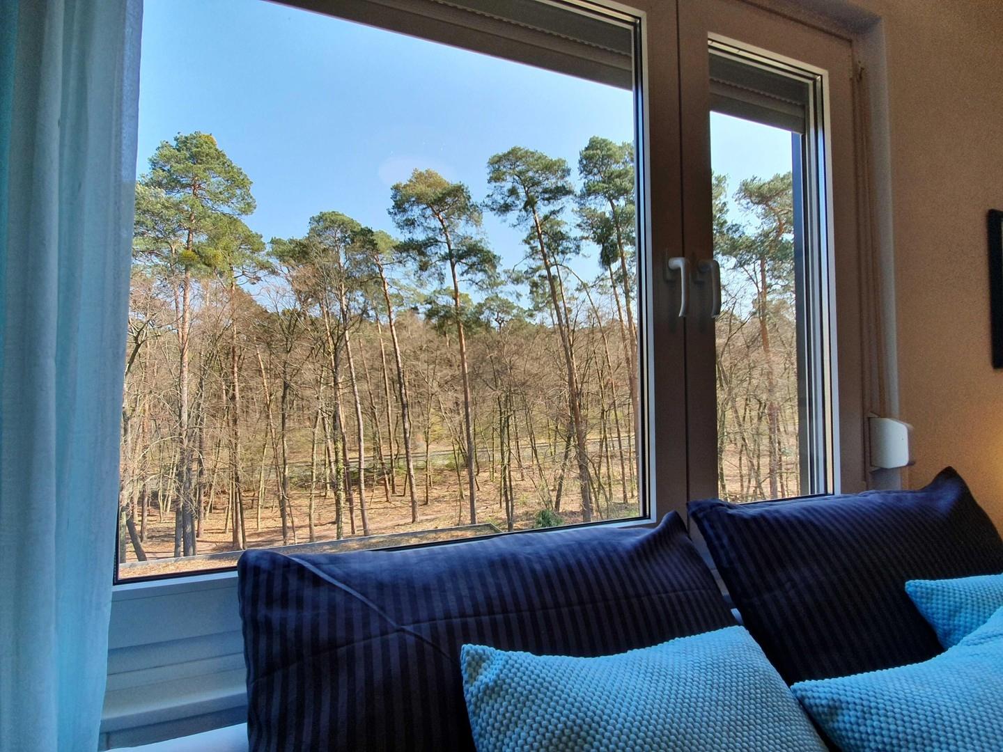 Blick in den Wald