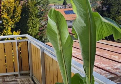 Blick vom Balkon