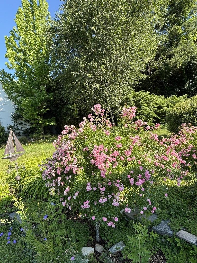Gartenansicht2