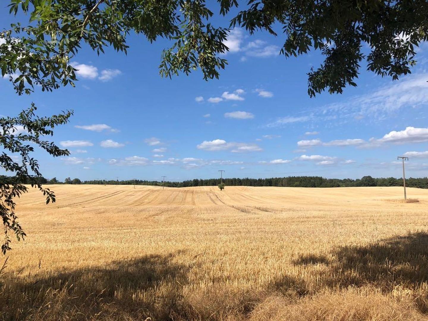 Sommerblick