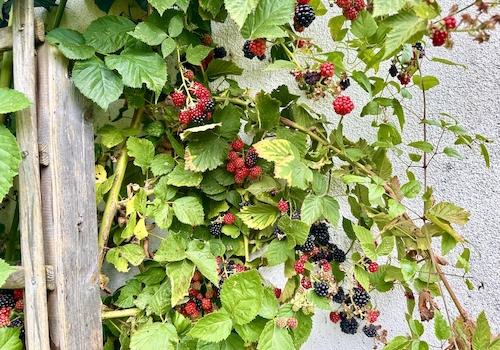 Brombeeren