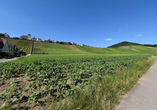 Weinberge nahe der Wohnung