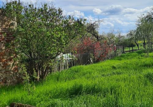 Vegetation