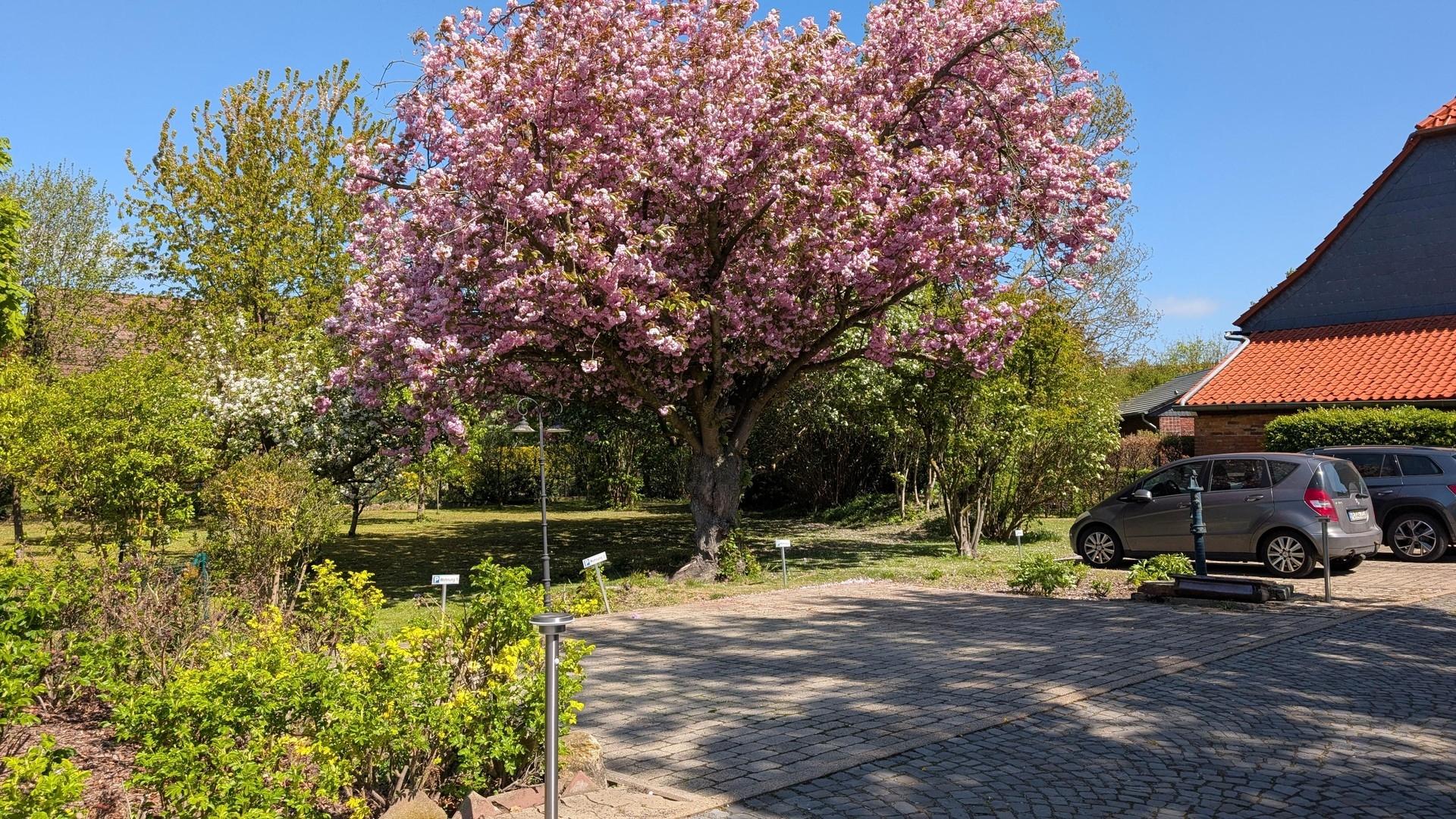 Obstgarten