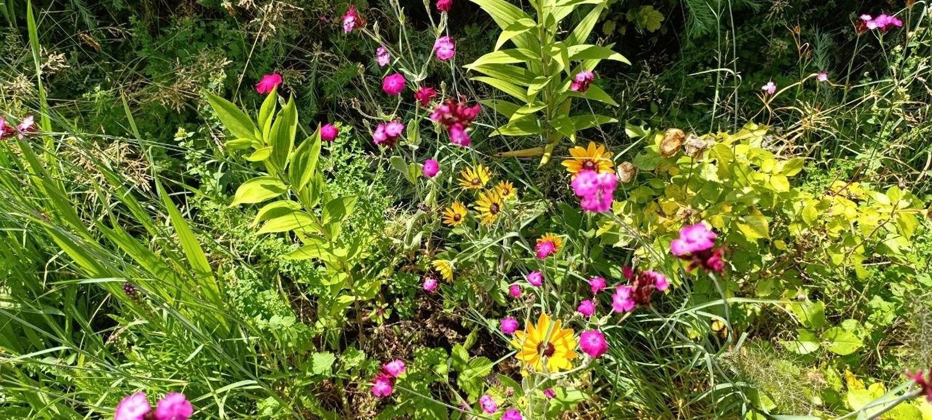 Volle Blumenpracht