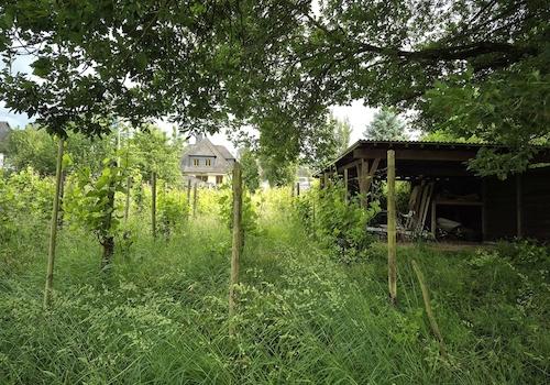 verwilderter Weinberg und Schuppen