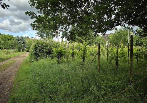 Feldweg am unteren Rand des Weinbergs