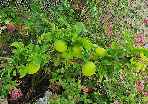 Cherrykose reif ab August