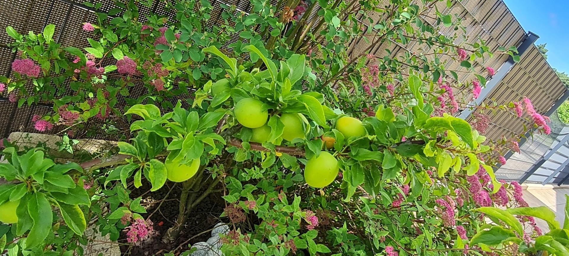 Cherrykose reif ab August
