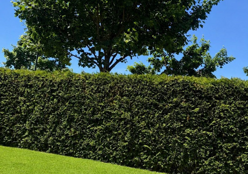 Hecke von innen