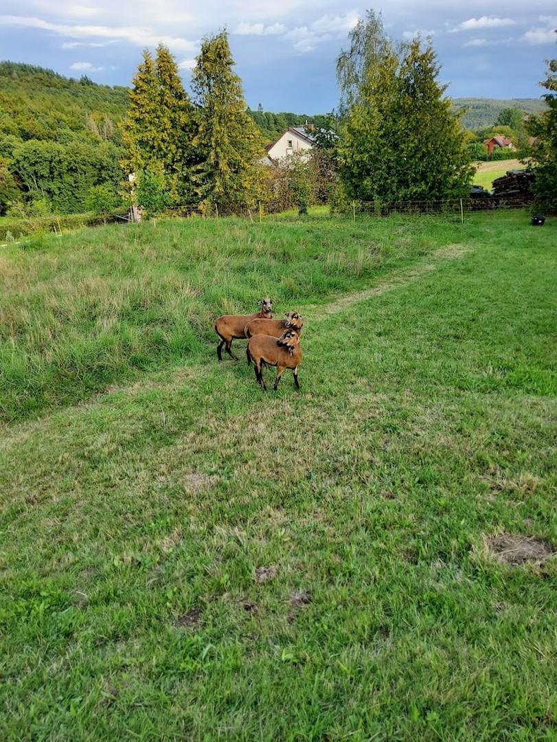 Garten mit Schaafen