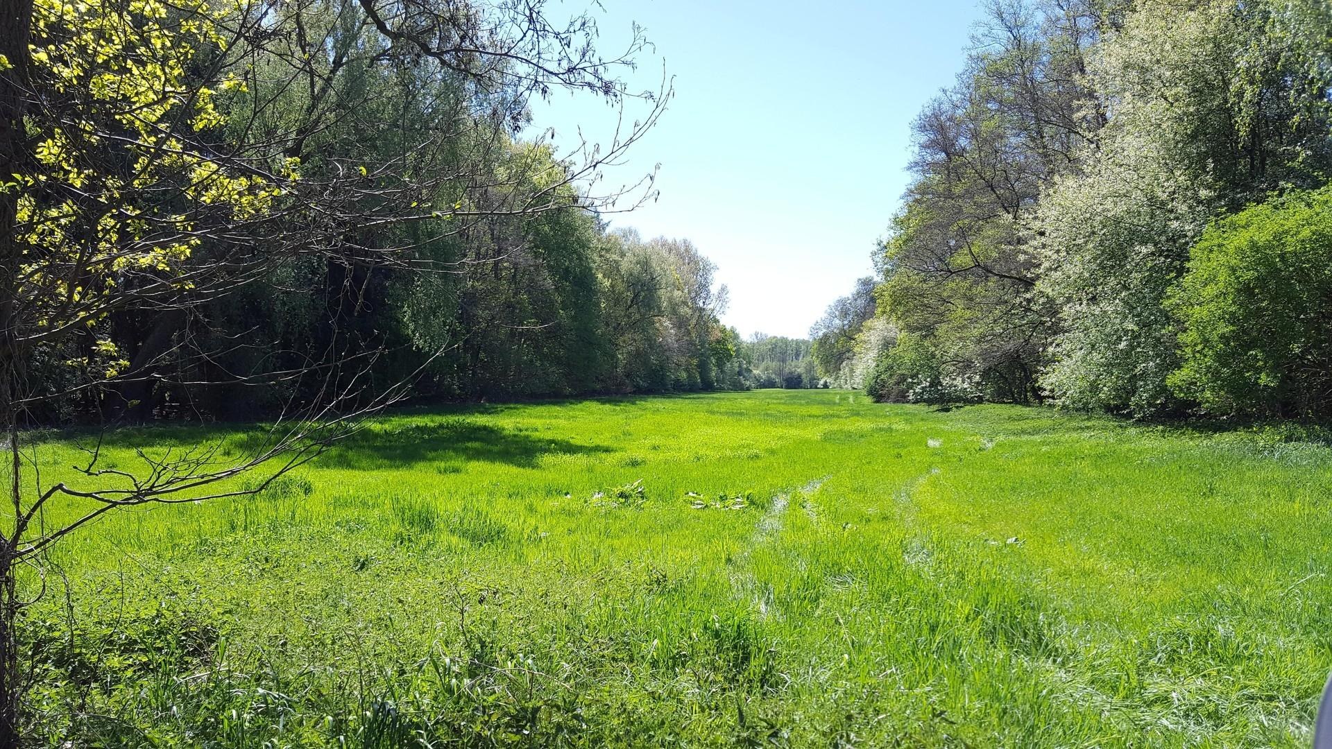 Große Waldwiese