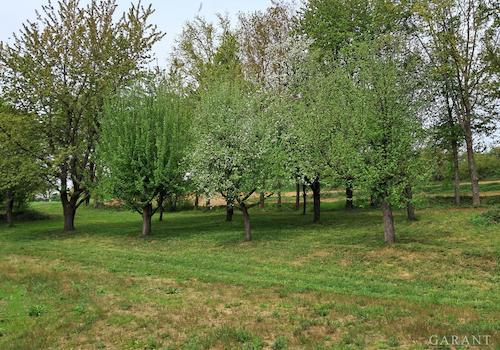 Obstbäume