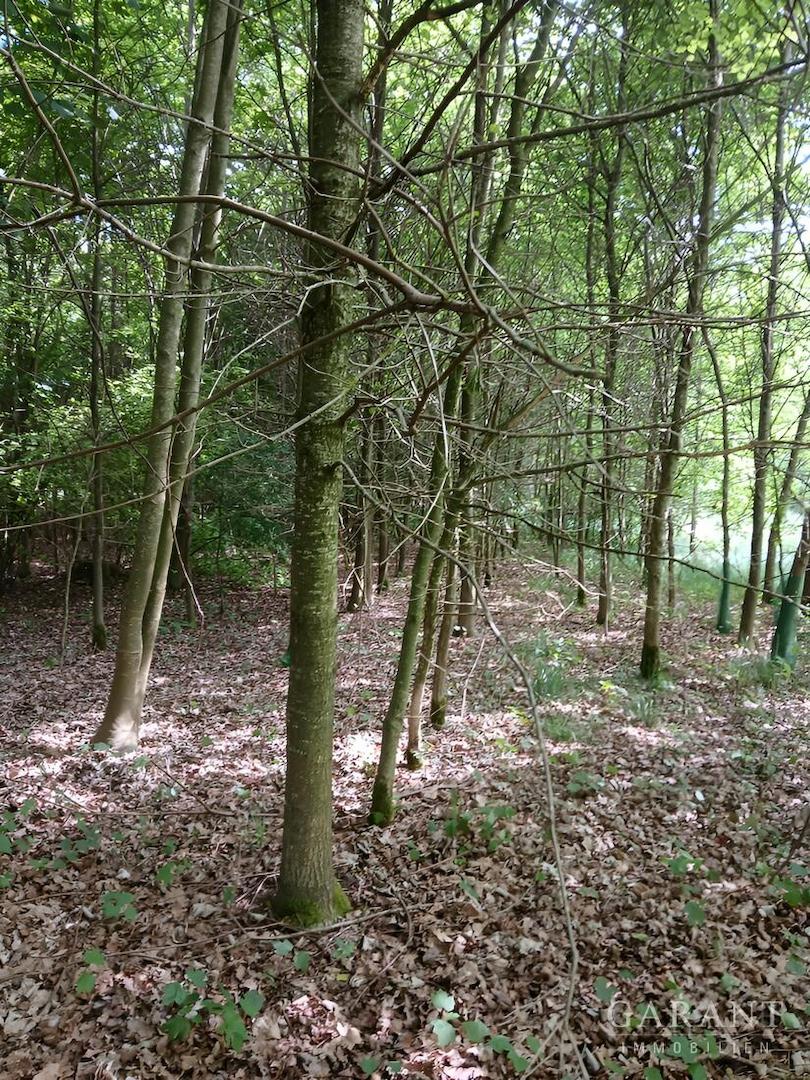 Wald