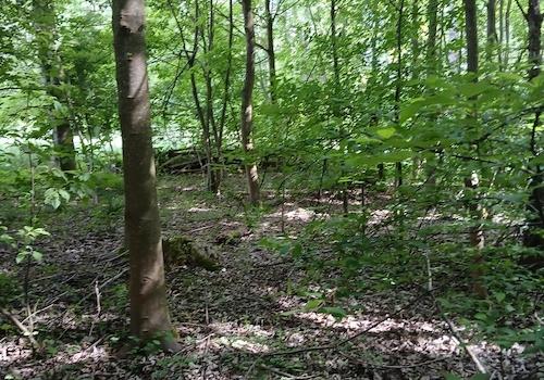 Laub & Mischwald