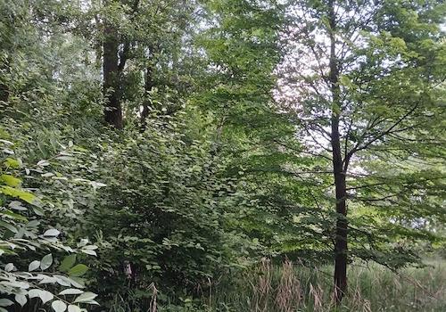 Landw. Grundstück