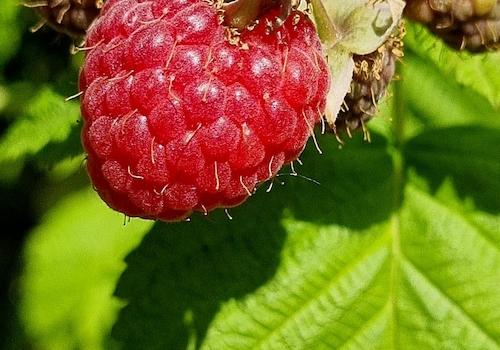 Himbeeren - die ersten Himbeeren sind reif