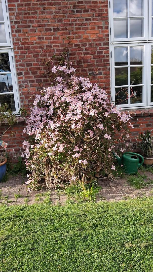 Rosenblüte