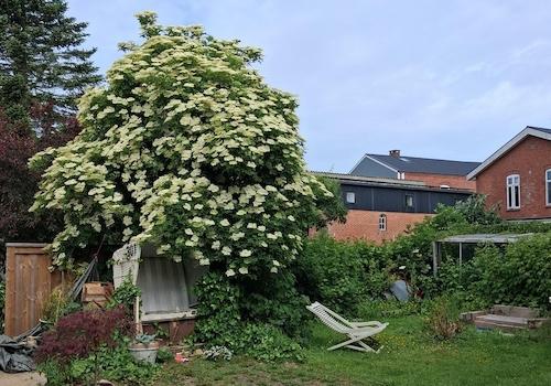 westlicher Garten